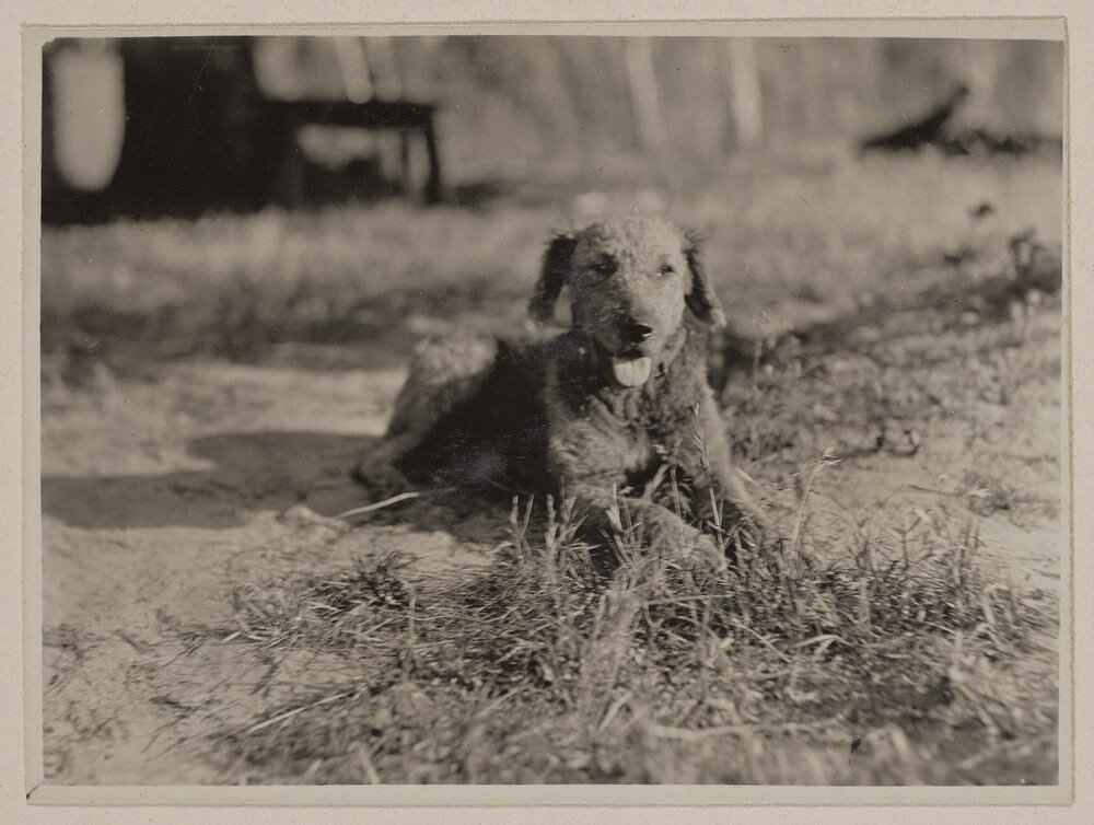 [Dog in field] Prospect