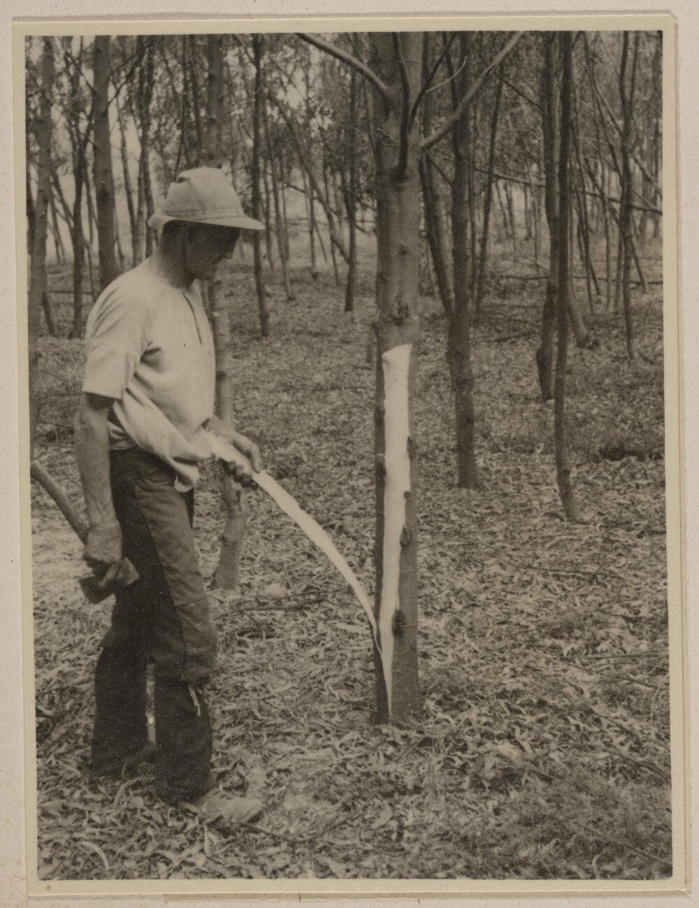 [Wattle -bark harvesting at] Westerfield