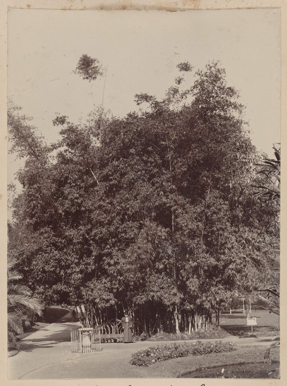 Bamboos in Botanic Gardens Sydney