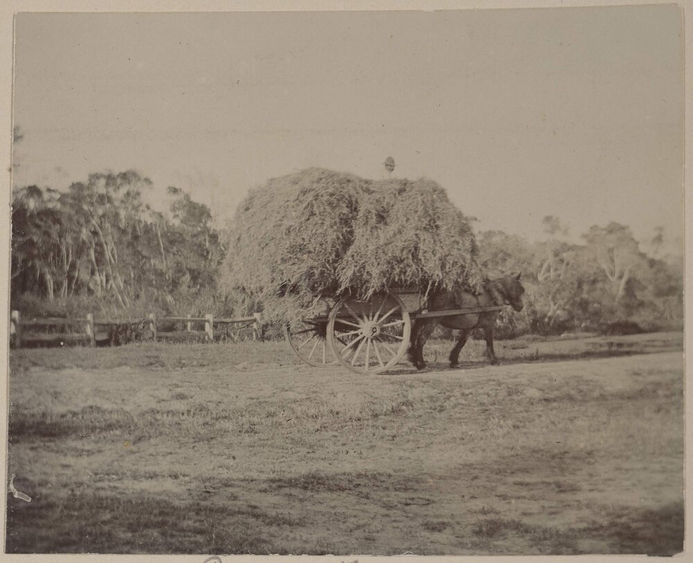 Gathering hay, Coolart