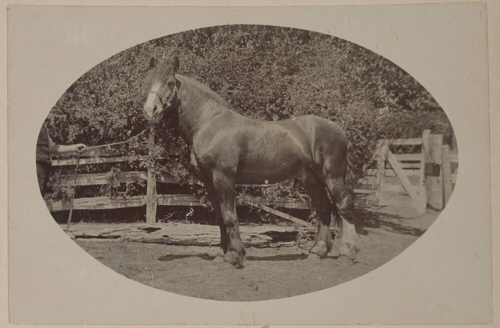 Prince Colin -  Coolart