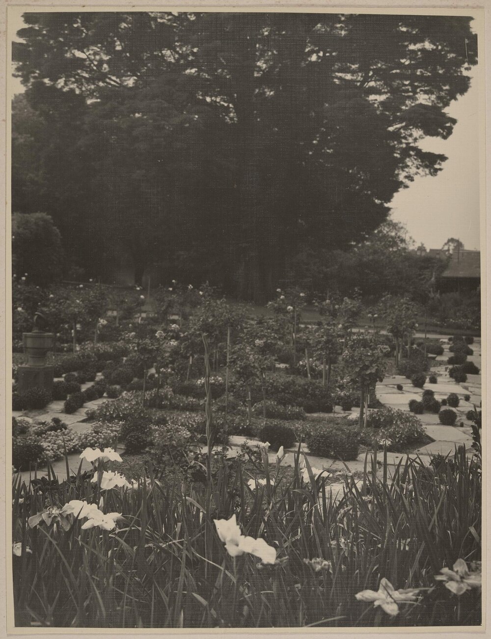 [Miegunyah rose garden]