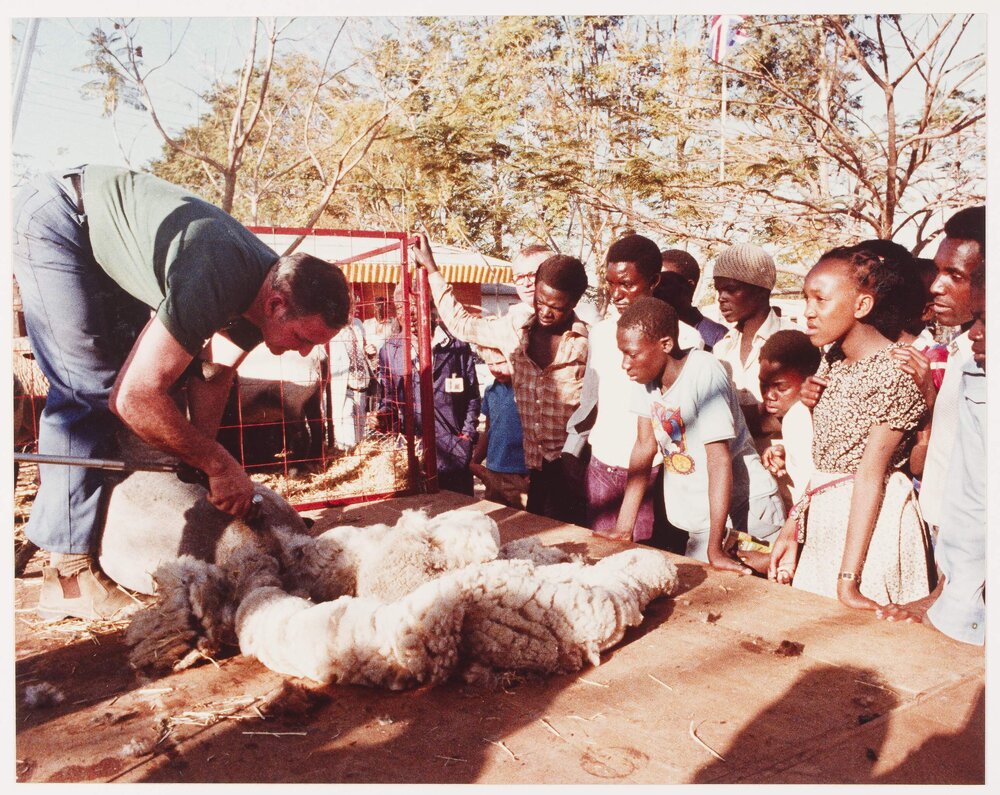 [Malcolm Fraser shearing a sheep during a visit to Lagos, Nigeria]