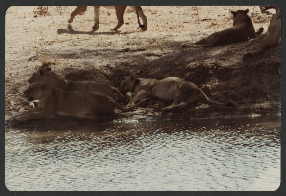 [Lions, taken by Malcolm Fraser on a visit to Nigeria]