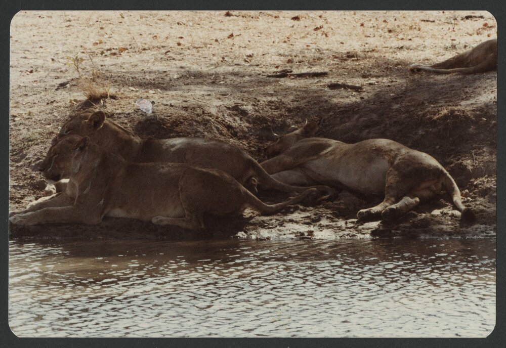 [Lions, taken by Malcolm Fraser on a visit to Nigeria]