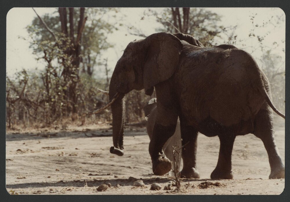 [Elephant photographed by Malcolm Fraser on a visit to Nigeria]