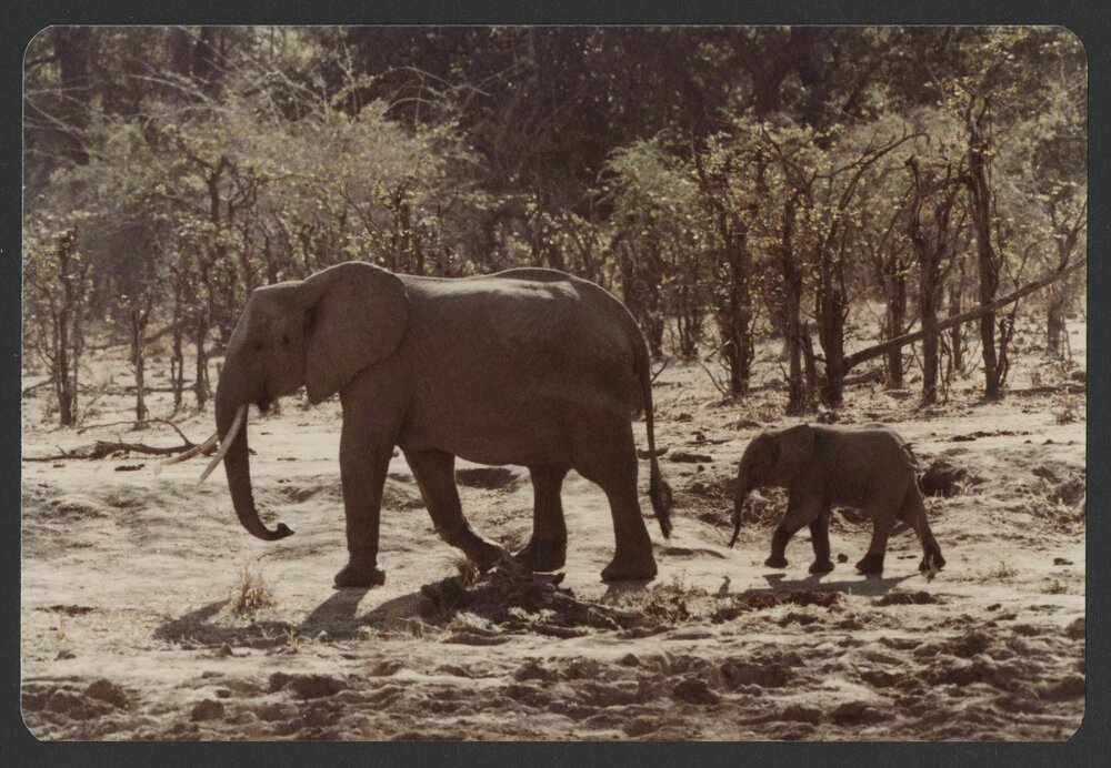 [Elephants photographed by Malcolm Fraser on a visit to Nigeria]