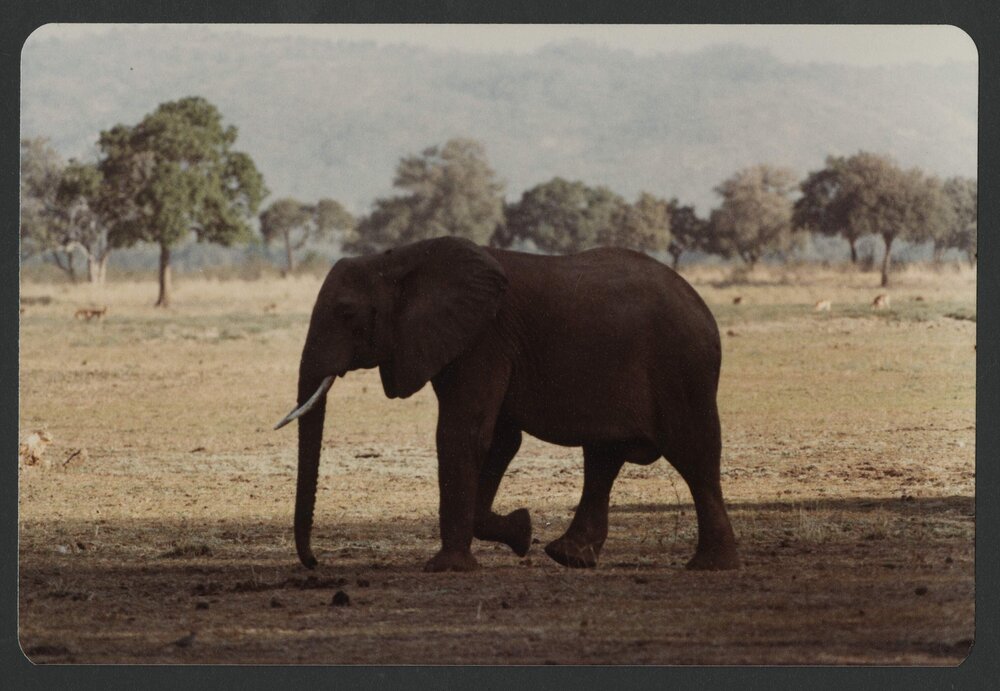 [Elephants photographed by Malcolm Fraser on a visit to Nigeria]