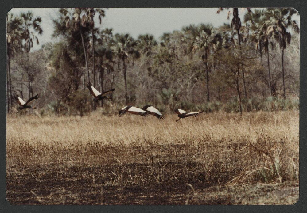 [Birds photographed by Malcolm Fraser on a visit to Nigeria]
