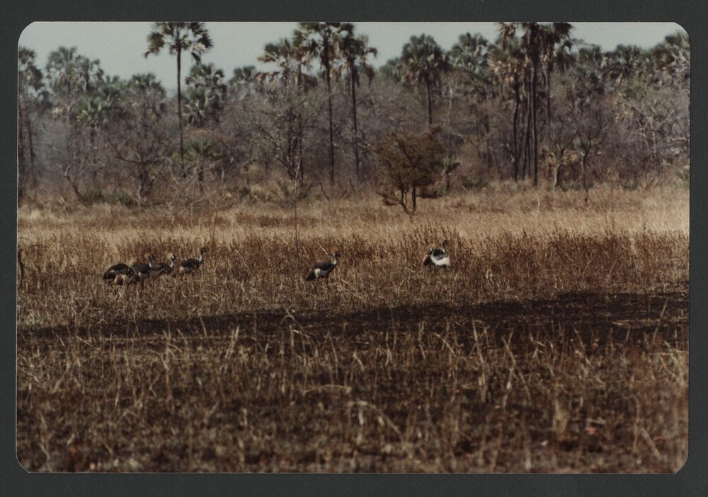 [Birds photographed by Malcolm Fraser on a visit to Nigeria]