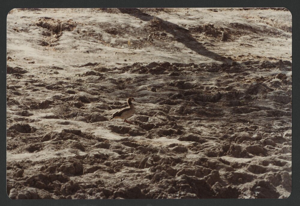 [Birds photographed by Malcolm Fraser on a visit to Nigeria]