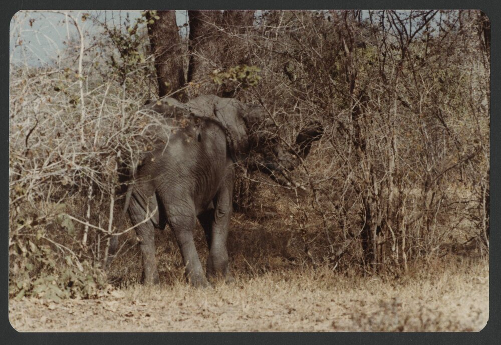 [Elephant photographed by Malcolm Fraser on a visit to Nigeria]