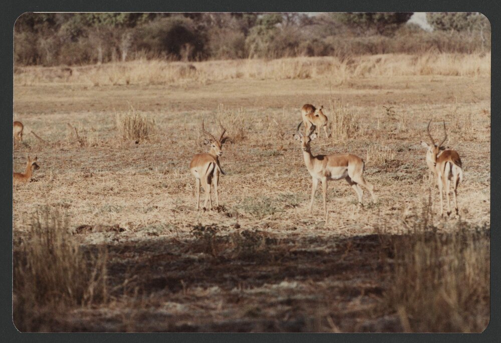 [Wildlife photographed by Malcolm Fraser on a visit to Nigeria]