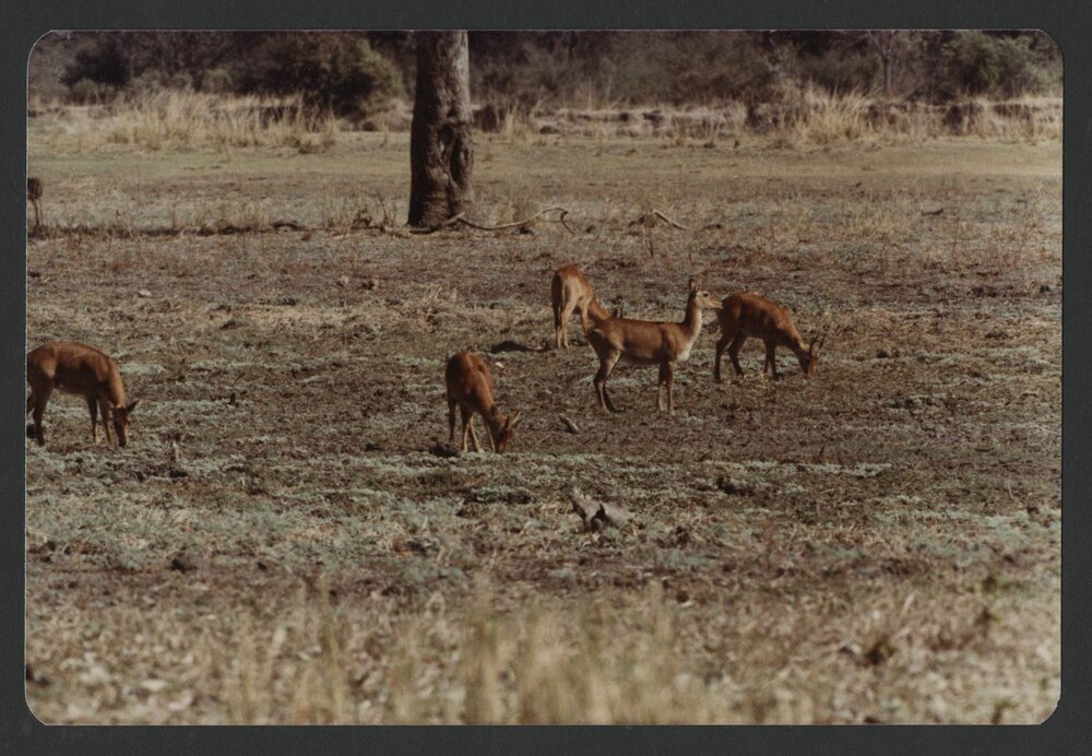 [Wildlife photographed by Malcolm Fraser on a visit to Nigeria]