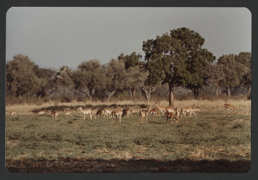 [Wildlife photographed by Malcolm Fraser on a visit to Nigeria]