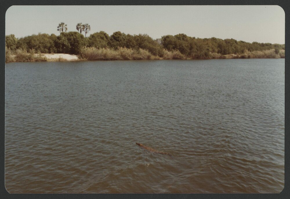 [Crocodile photographed by Malcolm Fraser on a visit to Nigeria]