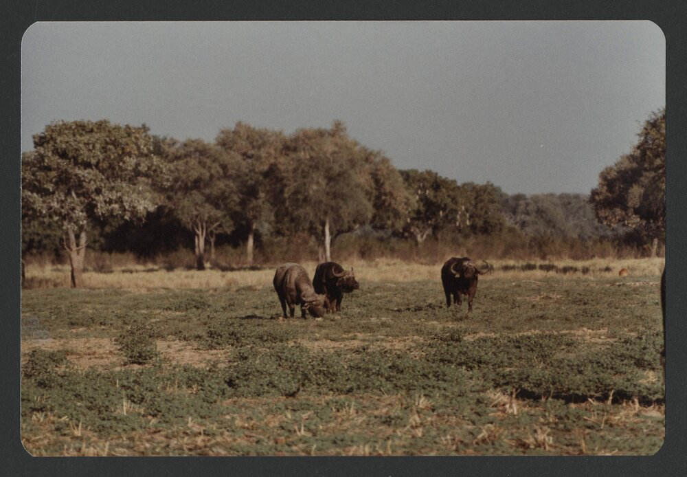 [Buffalo photographed by Malcolm Fraser on a visit to Nigeria]