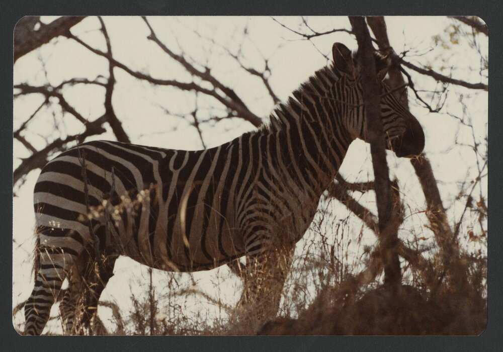 [Zebra photographed by Malcolm Fraser on a visit to Nigeria]
