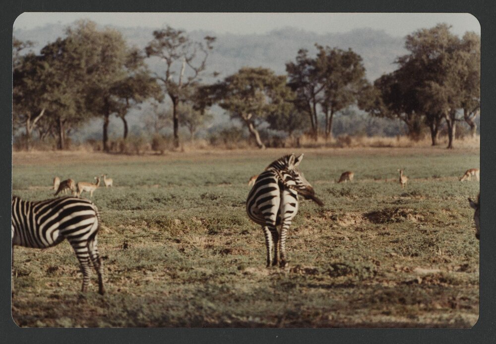 [Zebras photographed by Malcolm Fraser on a visit to Nigeria]