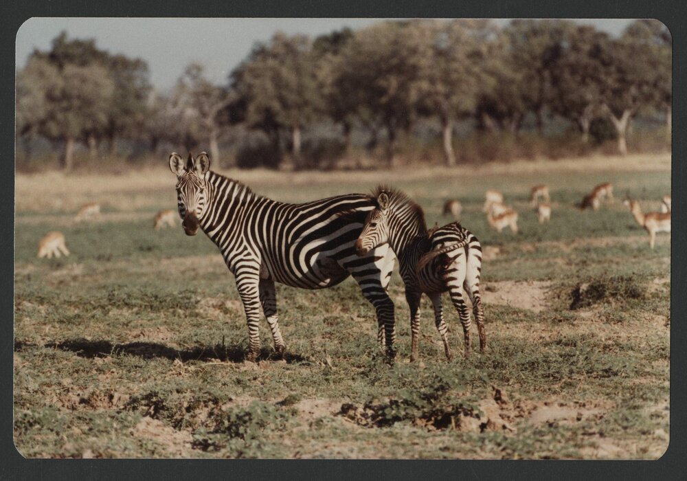 [Zebras photographed by Malcolm Fraser on a visit to Nigeria]