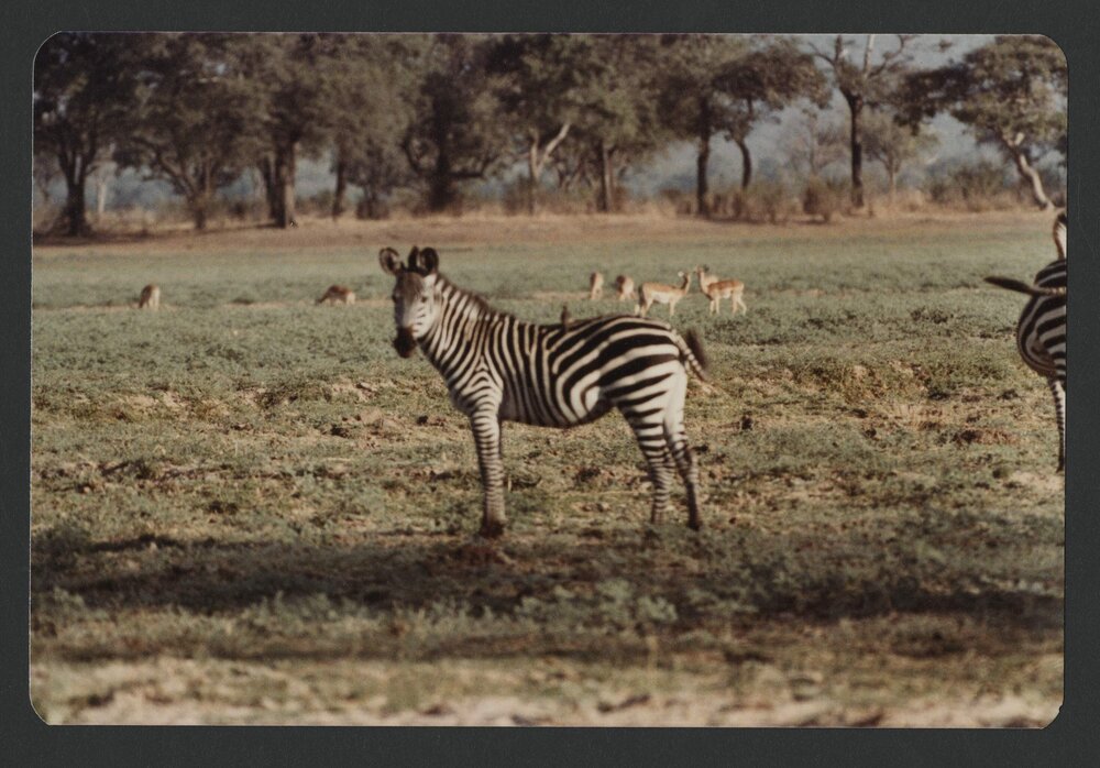 [Zebras photographed by Malcolm Fraser on a visit to Nigeria]