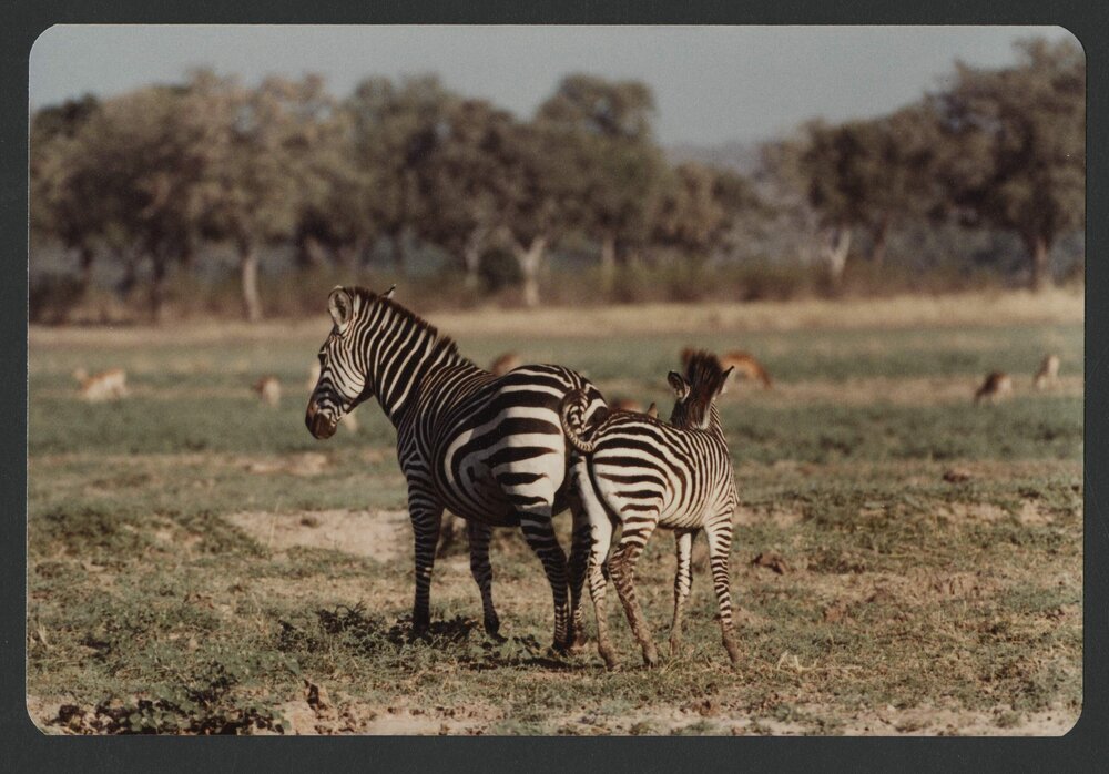 [Zebras photographed by Malcolm Fraser on a visit to Nigeria]