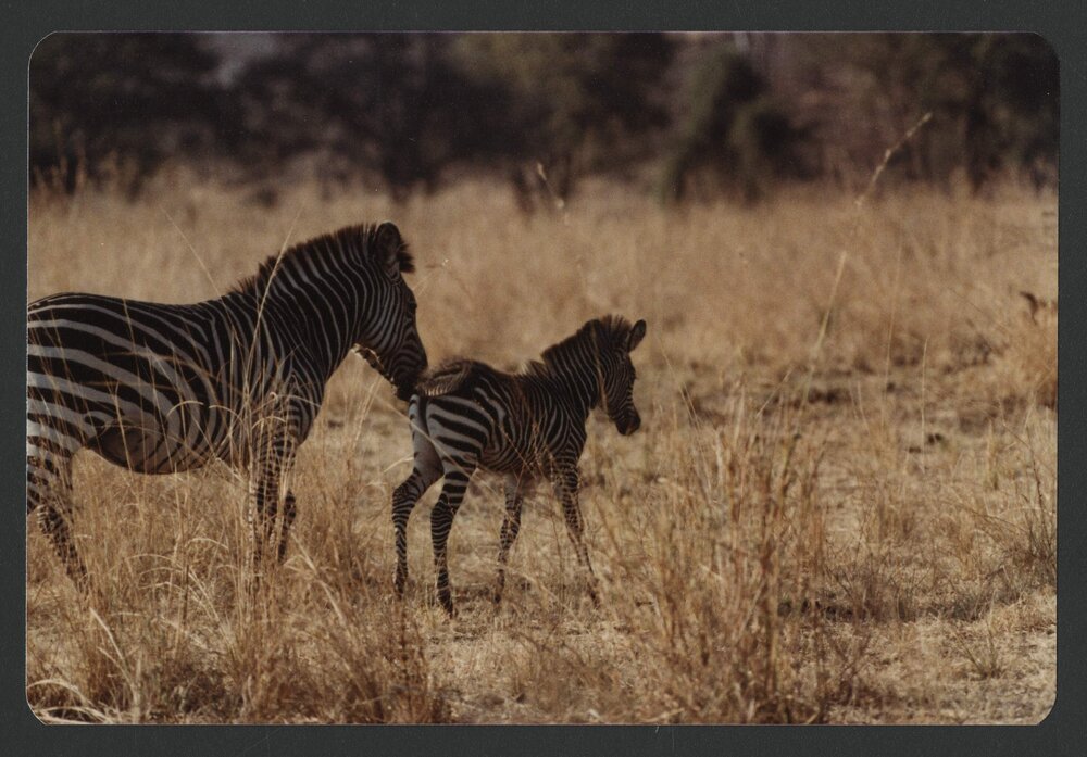 [Zebras photographed by Malcolm Fraser on a visit to Nigeria]