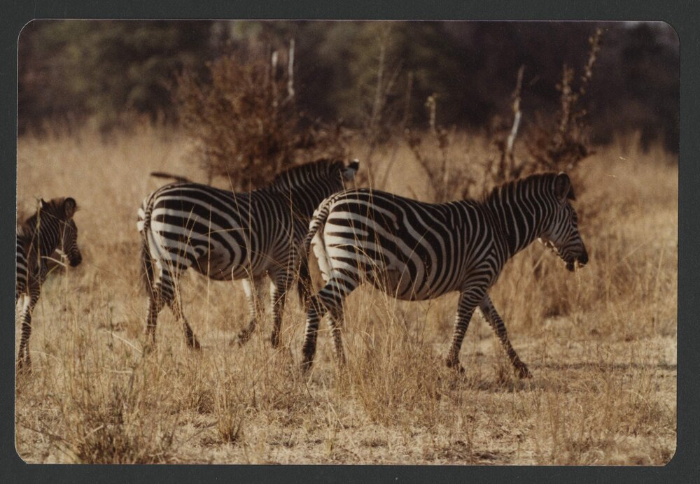 [Zebras photographed by Malcolm Fraser on a visit to Nigeria]