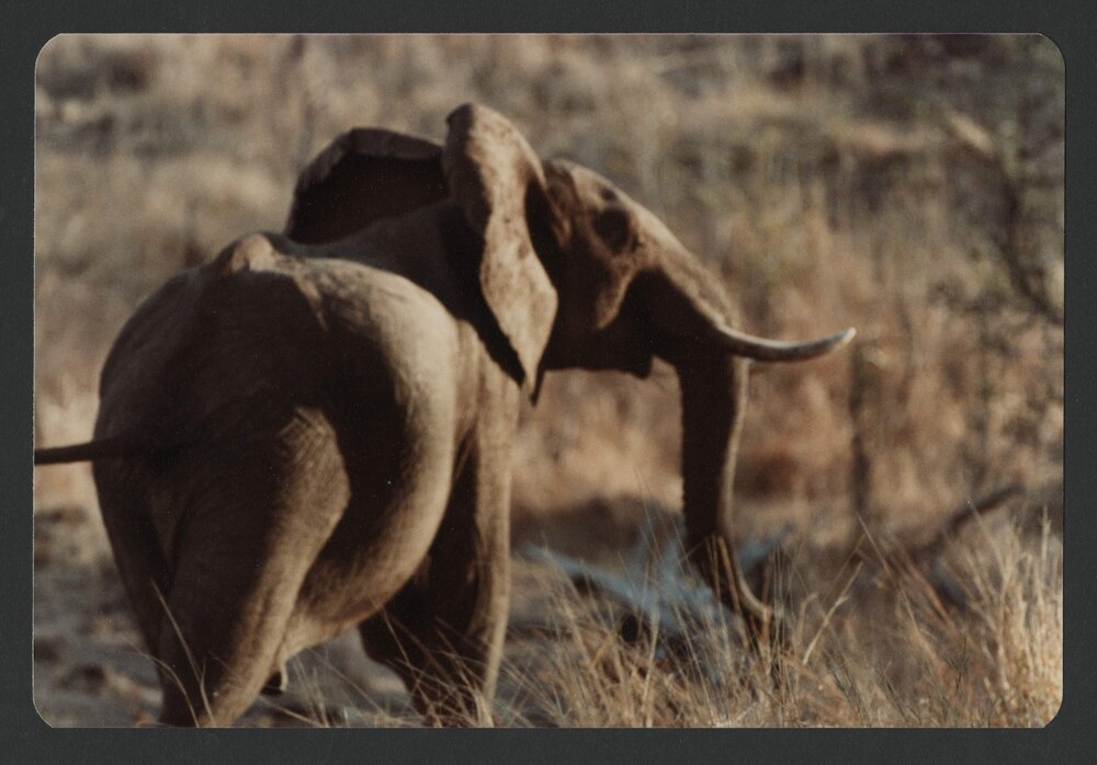 [Elephant photographed by Malcolm Fraser on a visit to Nigeria]