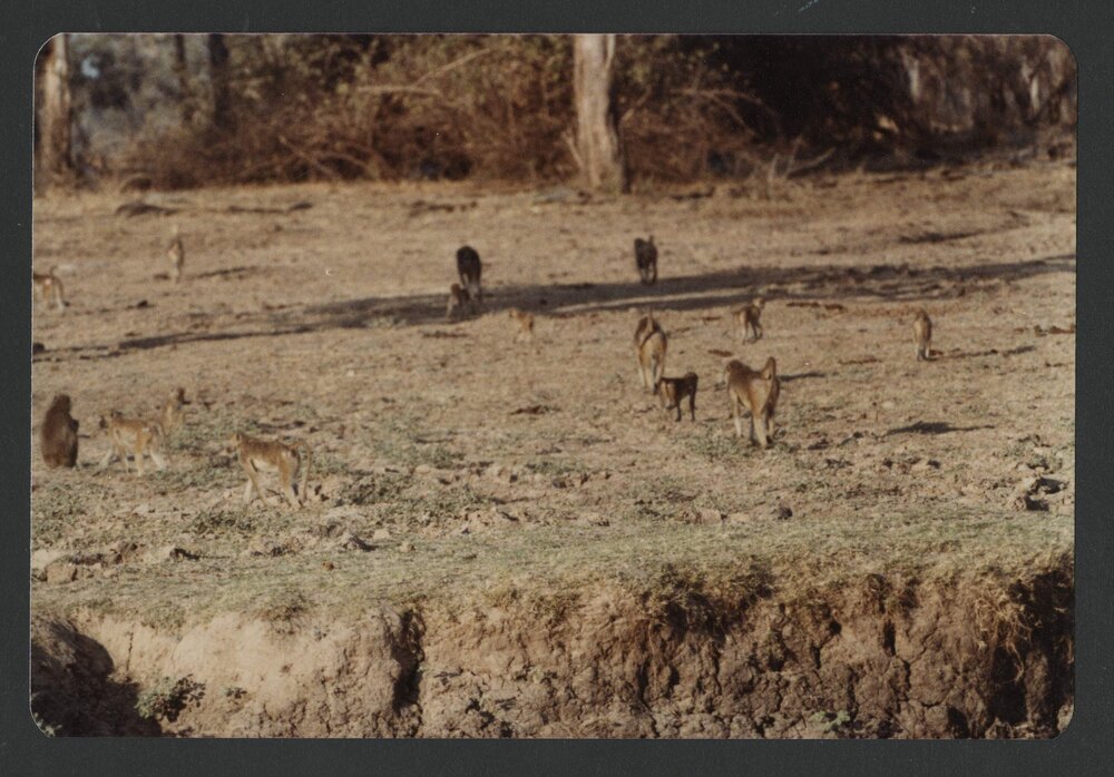[Wildlife photographed by Malcolm Fraser on a visit to Nigeria]
