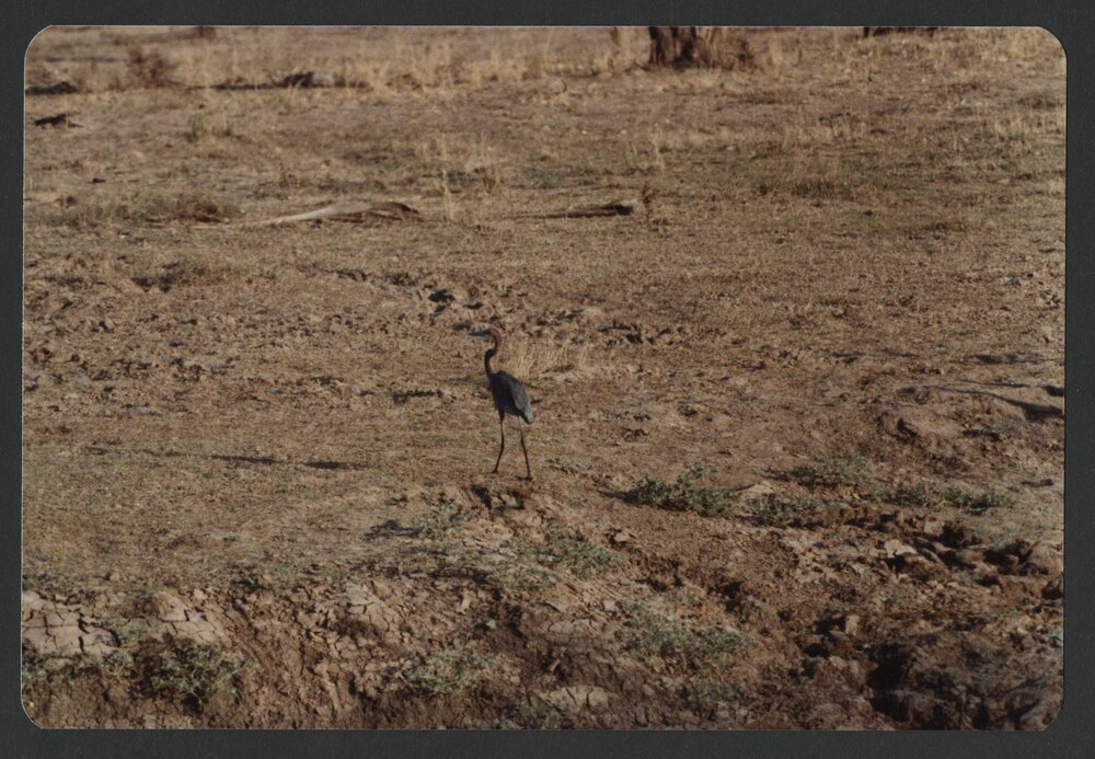 [Bird photographed by Malcolm Fraser on a visit to Nigeria]