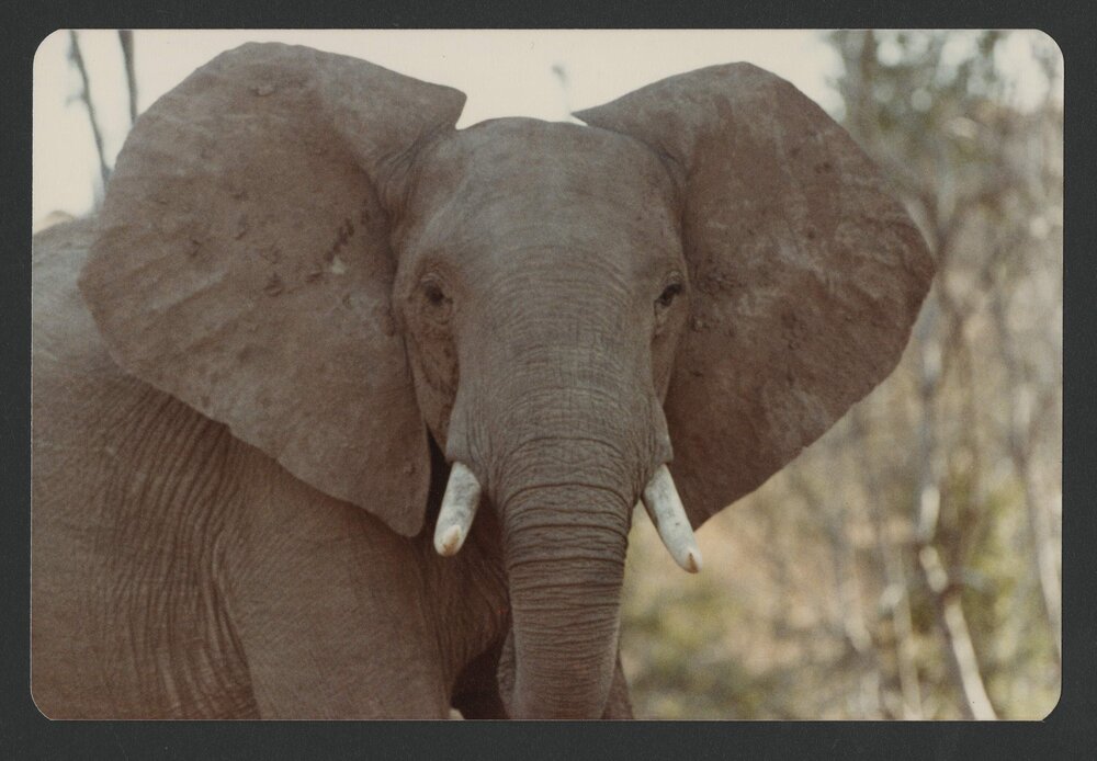 [Elephant photographed by Malcolm Fraser on a visit to Nigeria]