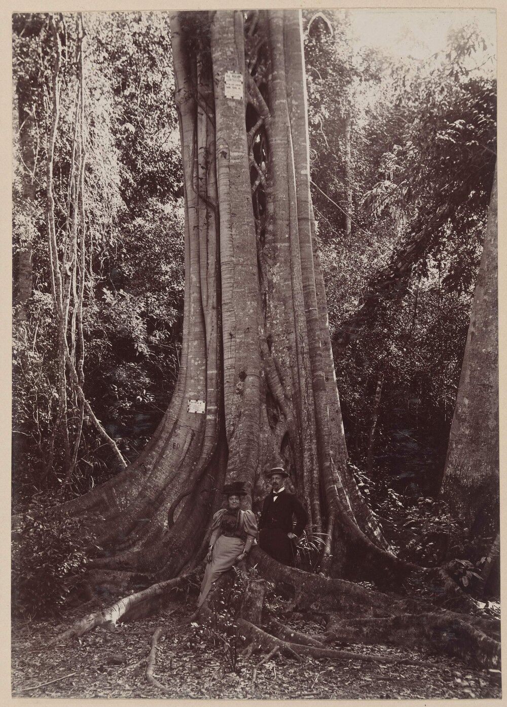 Fig-Tree-Bulli, Sydney