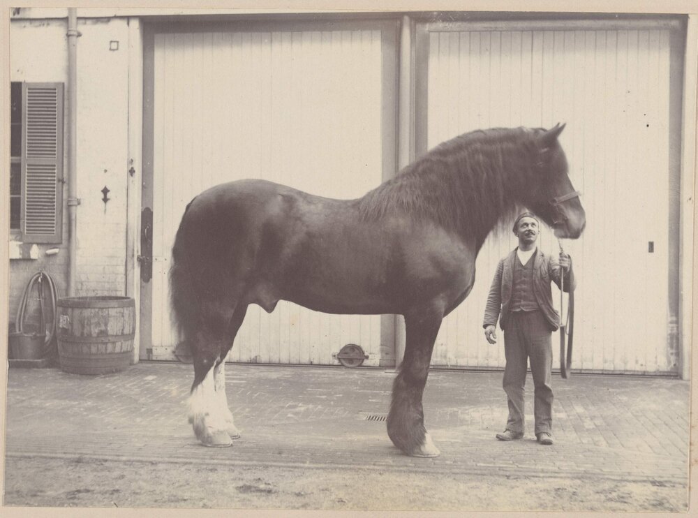 [Man standing next to horse]  
