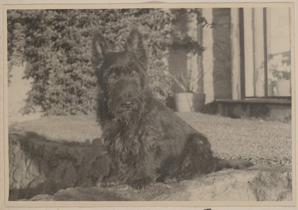 [One of the Grimwade's Scottish Terrier dogs]