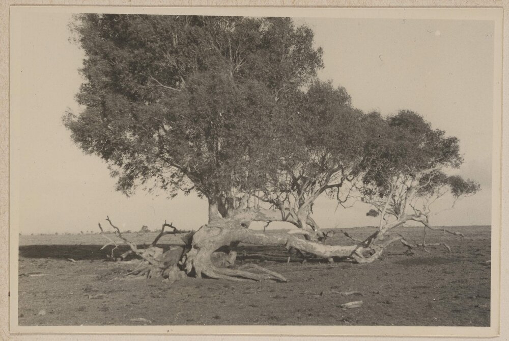 [Uprooted tree in barren landscape]