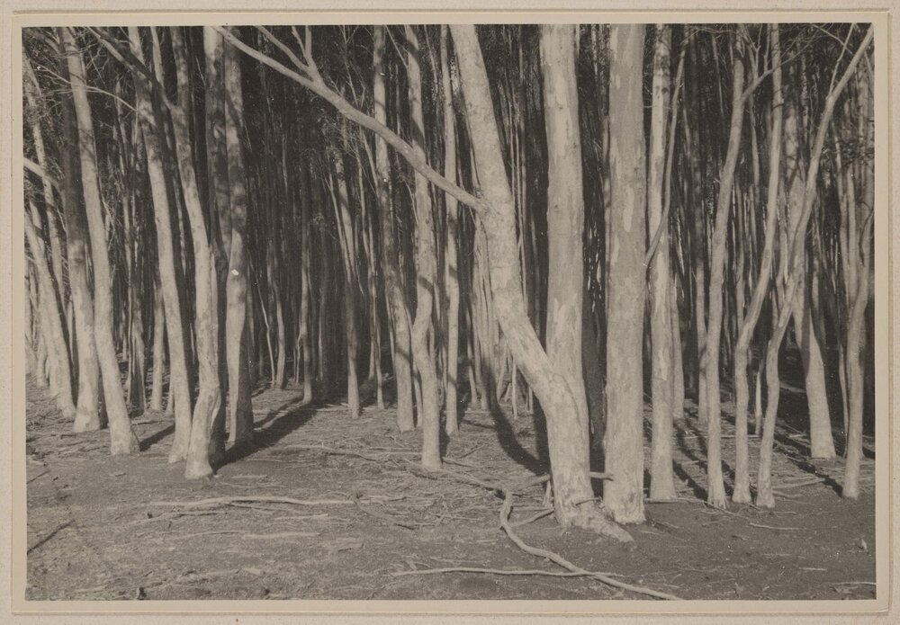 [Tree trunks in dense woodland]