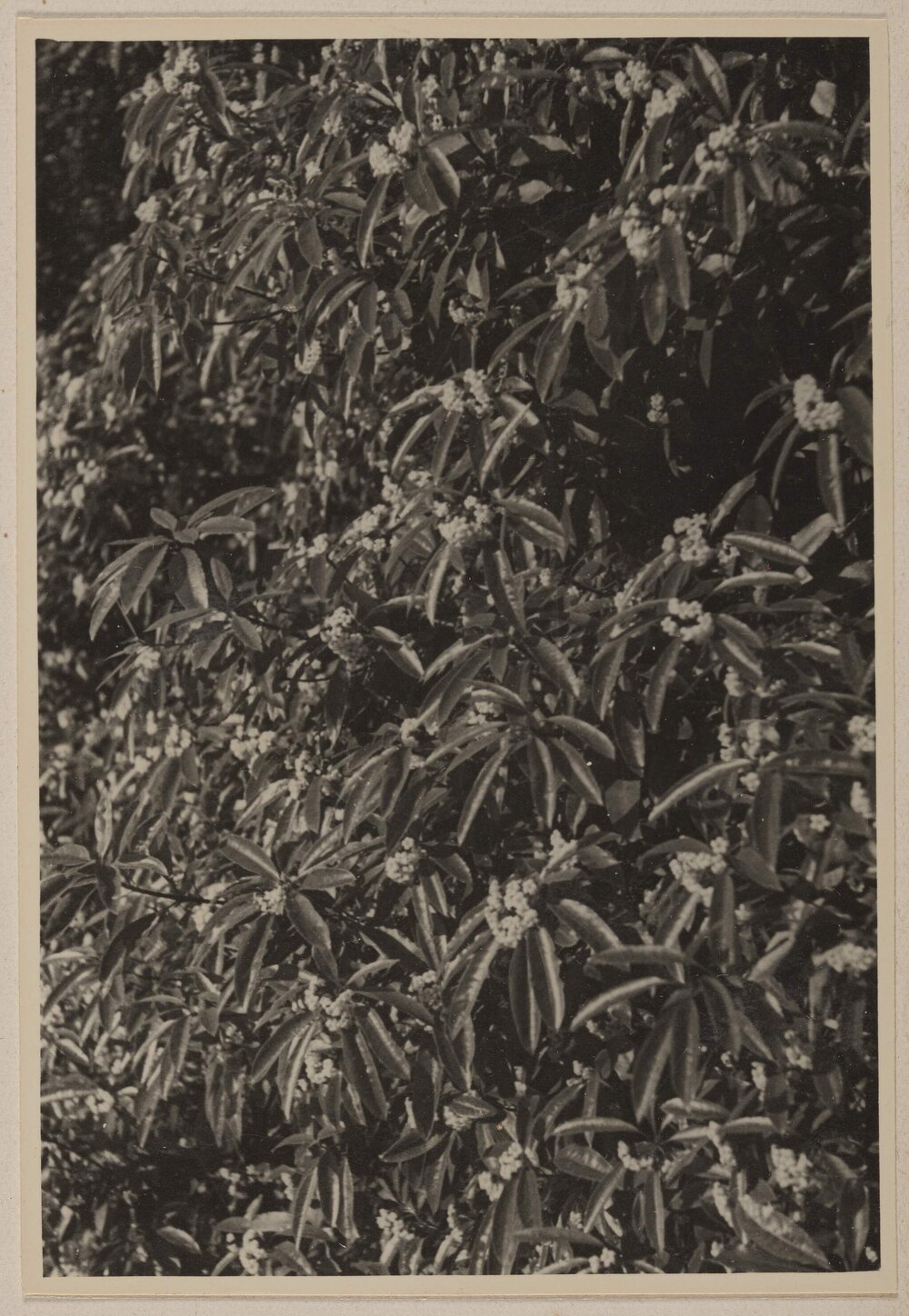 [Botanical shrub in bloom]