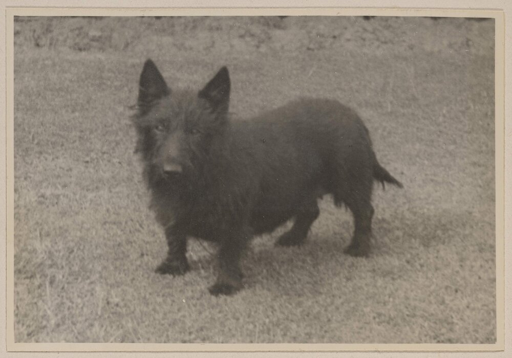 [One of Mabel and Russel Grimwade's Scottish Terrier dogs] Kiltie
