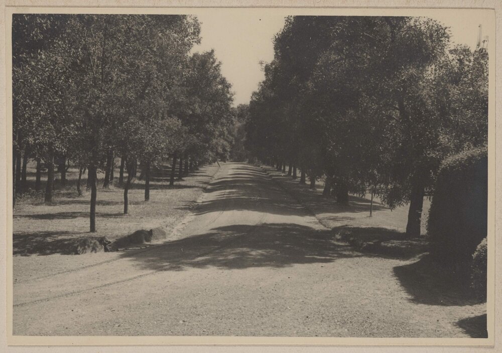Westerfield [tree lined driveway]