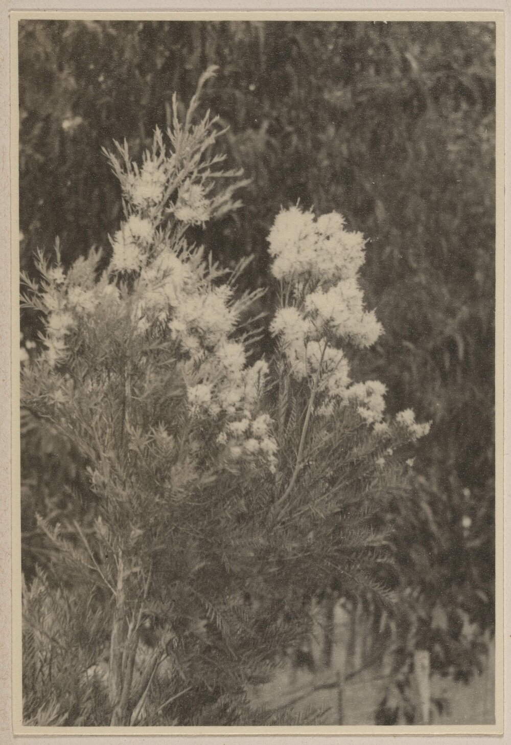 [Australian Native flora,] Westerfield