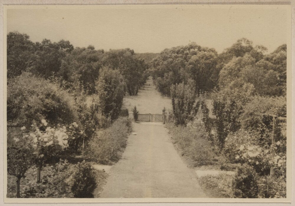 [View from back porch of Westerfield of the main garden path leading to bushland]