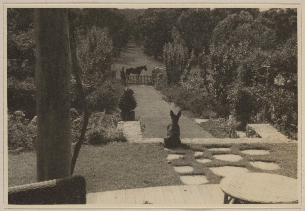 View from back porch of Westerfield of the main garden path leading to bushland]