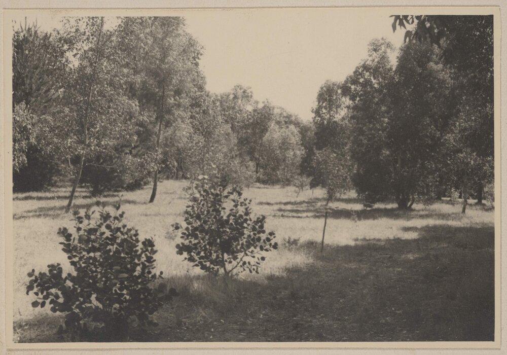 [Young Eucalyptus trees, Westerfield]