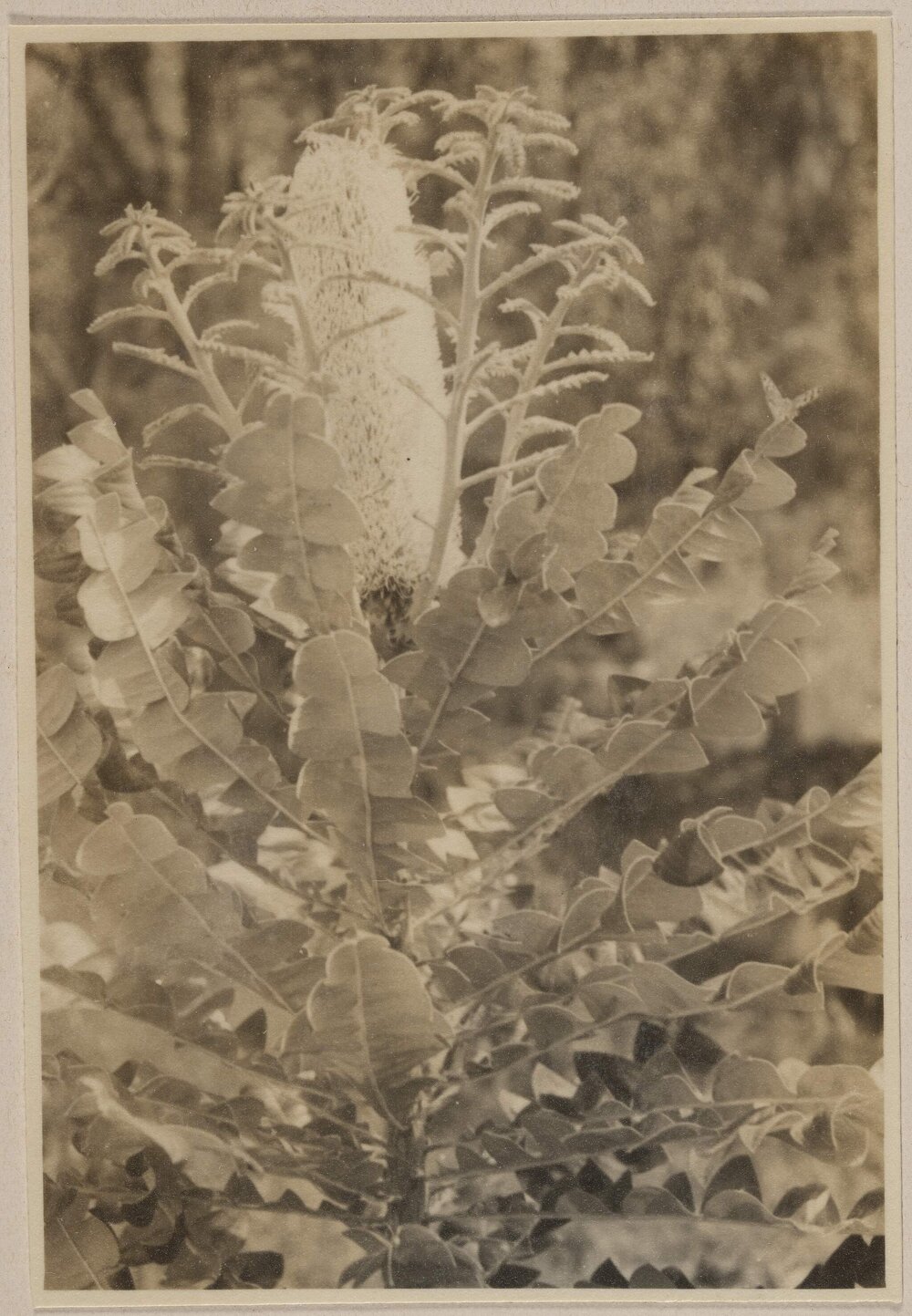  [Australian Native Banksia,]  Westerfield