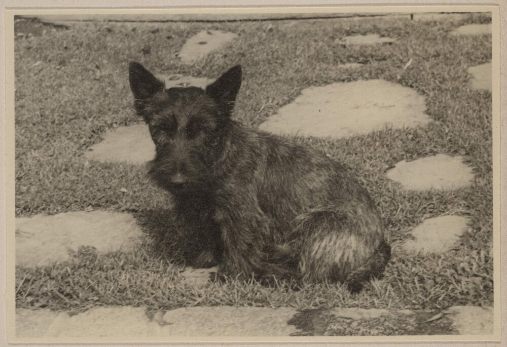 [Scottish Terrier dogs on back porch lawn]