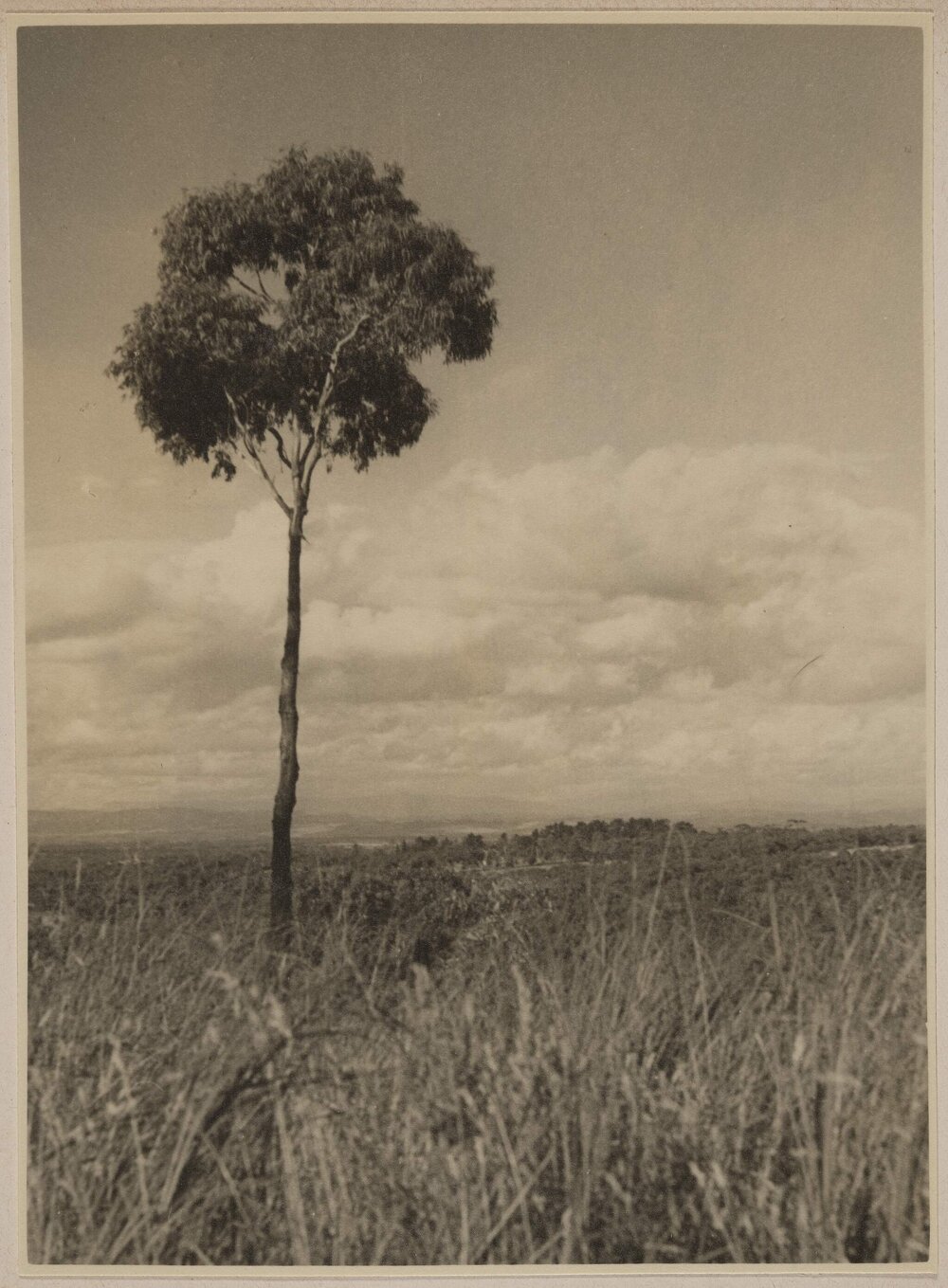 [Lone tree,] Green Hill [near Malmsbury Victoria]