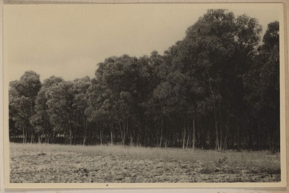 [Field merging into Bushland]