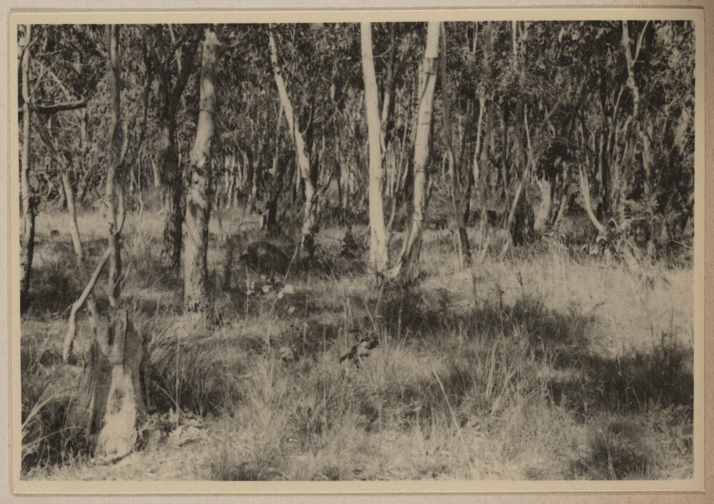 [Bushland]