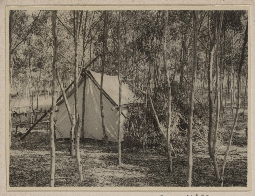 [Pitched tent in bushland, Westerfield]